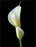 Close-up of a single elegant white calla lily flower against a solid black background.
