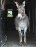 A gray and white donkey standing alert in the doorway of a dark stable or barn.
