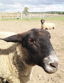 Close-up of a black-faced sheep in a dirt field with another sheep resting in the background.