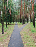 A paved walking path splits into two directions through a dense, green forest with tall, thin trees.