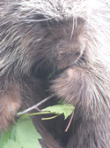 Close-up of a furry porcupine with long quills holding and nibbling on a green leaf.