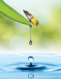 A butterfly on a green leaf above a blue water ripple with a falling droplet.