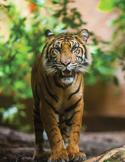 A front-facing portrait of a tiger walking forward with its mouth slightly open in a lush, green forest setting.