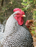Close-up of a speckled Barred Rock rooster with a bright red comb standing outdoors.