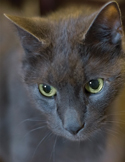 Close-up of a grey cat with bright green eyes looking downward in soft lighting.