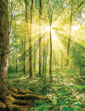 Bright sunlight streaming through tall, thin trees in a lush green forest with large roots in the foreground.