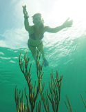 A snorkeler underwater with arms outstretched above a tall sea fan coral in clear green water.