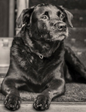 A black and white portrait of a focused black Labrador retriever lying down and looking off into the distance.