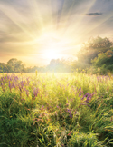 A vibrant sunrise over a lush green meadow with purple wildflowers, featuring bright sun rays piercing through clouds.