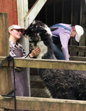 A person in a hat and apron gently petting a black and white llama in a rustic wooden barn stall.