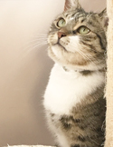 A close-up of a tabby and white cat with green eyes looking upward with a curious expression.