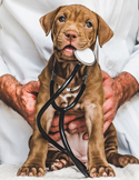 A brown puppy sits with a stethoscope in its mouth while being held by a person in a white lab coat.