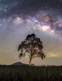 A lone tree standing under a vast, vibrant Milky Way galaxy in the night sky.