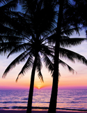Silhouette of palm trees against a vibrant purple and orange sunset over the ocean.