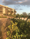 A coastal view at golden hour featuring green tropical shrubs, palm trees, and a beachfront building.
