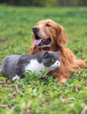 A golden retriever and a grey and white cat sit together in lush green grass.