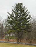 Tall evergreen trees stand near a quiet roadside, with bare deciduous trees in the background on an overcast day.