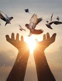 Two hands silhouetted against a bright sun, releasing a flock of pigeons into the glowing sky.