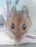Close-up portrait of a small brown mouse with large ears and dark, curious eyes.