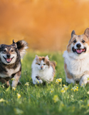 Two dogs and a cat running happily through a green field of yellow flowers.