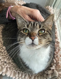 Close-up of a tabby cat with white markings looking up while someone gently pets its head on a soft blanket.