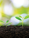 Small green seedlings emerging from rich soil with soft, sunlit greenery in the background.