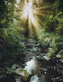 Bright sunlight streaming through tall trees in a lush forest, illuminating a small, rocky stream.