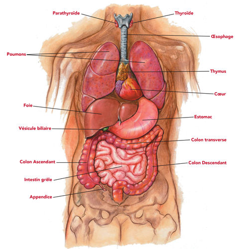 French diagram of human torso with labeled internal organs.