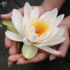 Hands gently holding a white lotus flower with a bright yellow center.