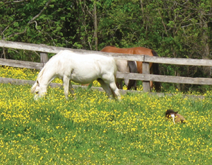 Promoting Reiki in a Rural Area